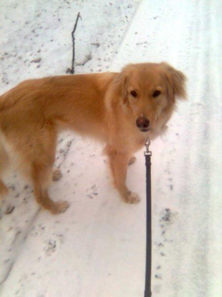 Blanding af racer Dingo billede 4