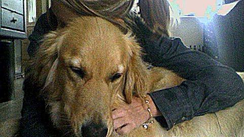 Blanding af racer Dingo billede 7