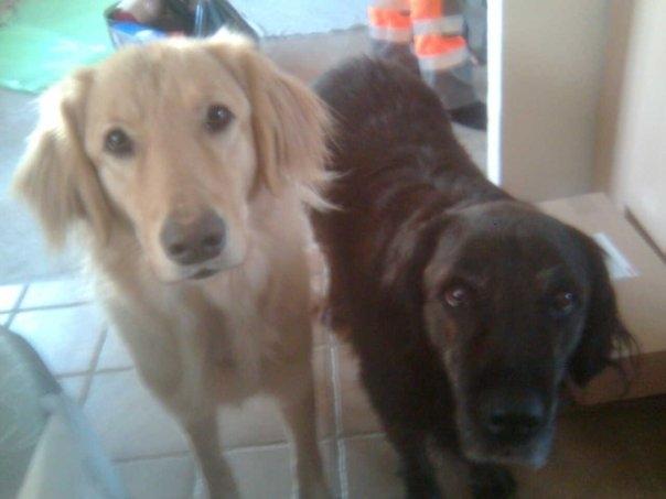 Blanding af racer Dingo billede 5