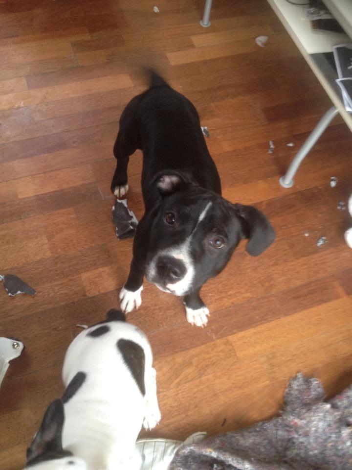 Staffordshire bull terrier Amazing Shark (Berta) billede 2