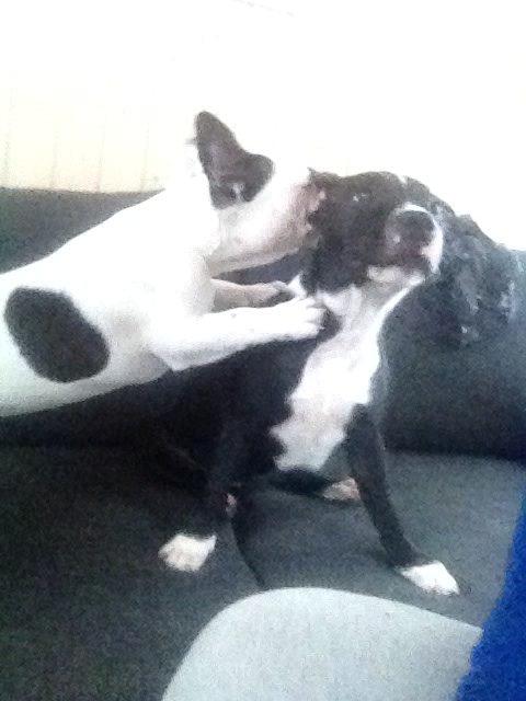 Staffordshire bull terrier Amazing Shark (Berta) billede 4