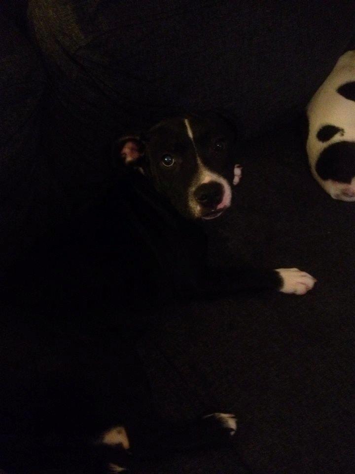 Staffordshire bull terrier Amazing Shark (Berta) billede 5