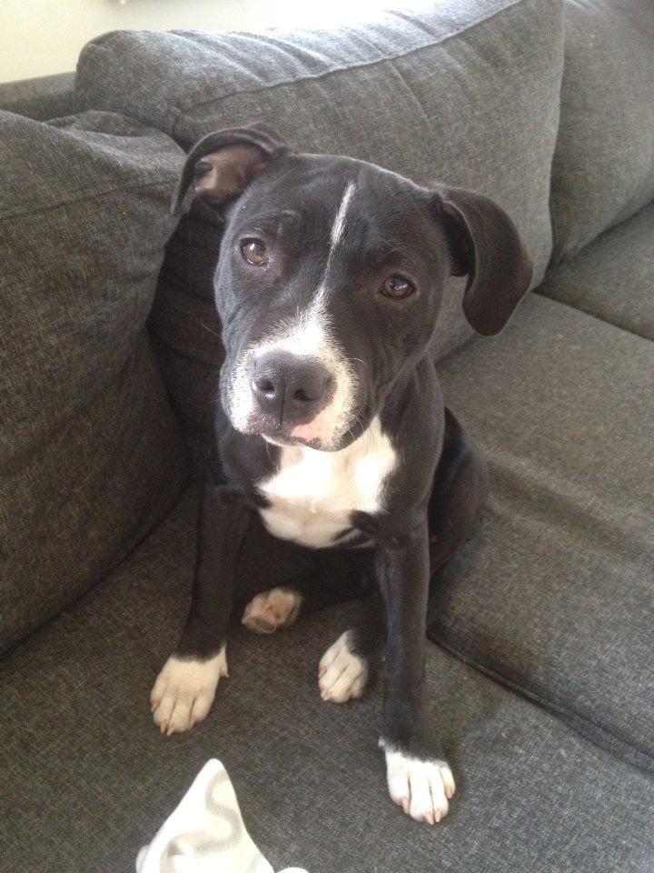 Staffordshire bull terrier Amazing Shark (Berta) billede 3