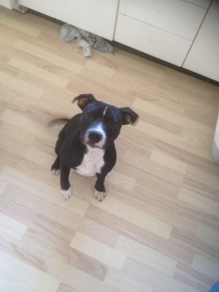 Staffordshire bull terrier Amazing Shark (Berta) - Hej! velkommen til min profil, sådan ser jeg ud den dag i dag. Mine øre har endelig rejst sig <3 :D billede 1
