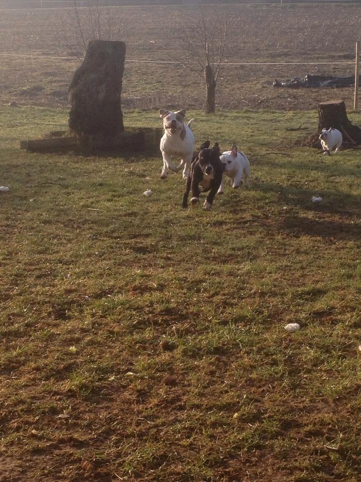 Staffordshire bull terrier Amazing Shark (Berta) billede 7