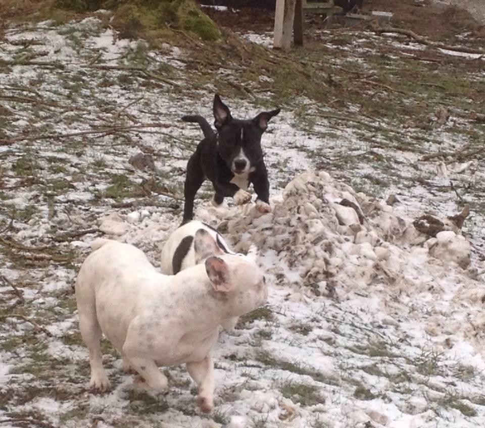 Staffordshire bull terrier Amazing Shark (Berta) billede 8