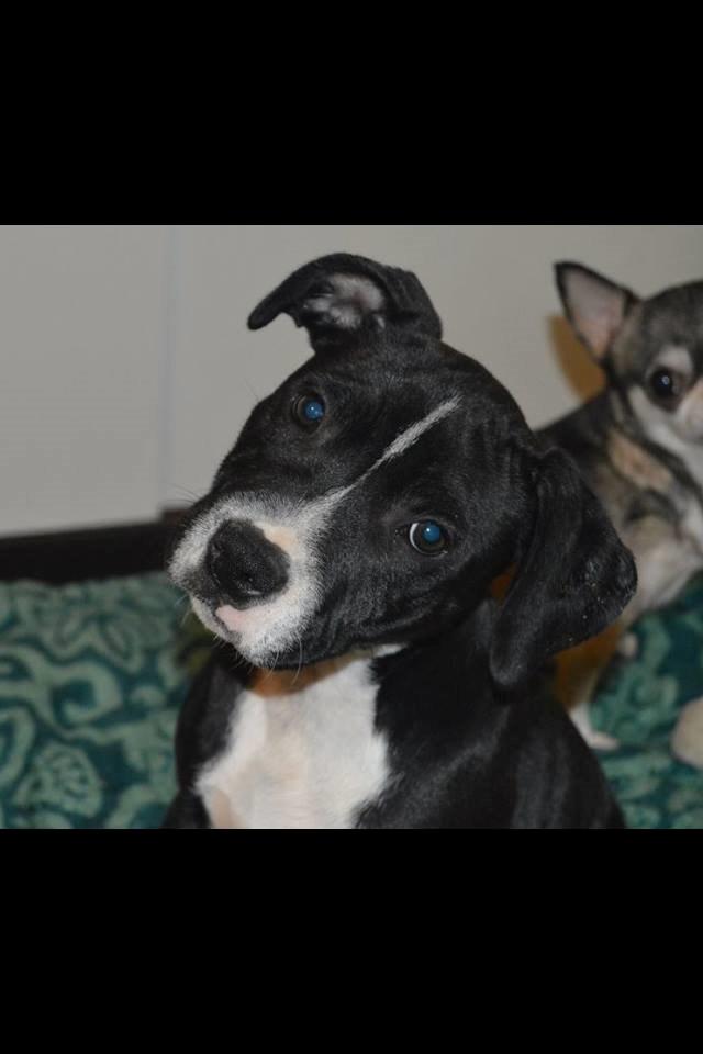 Staffordshire bull terrier Amazing Shark (Berta) billede 6