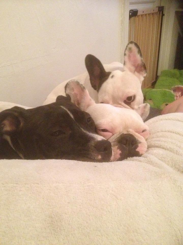 Staffordshire bull terrier Amazing Shark (Berta) - Hygge med min flok <3  billede 10