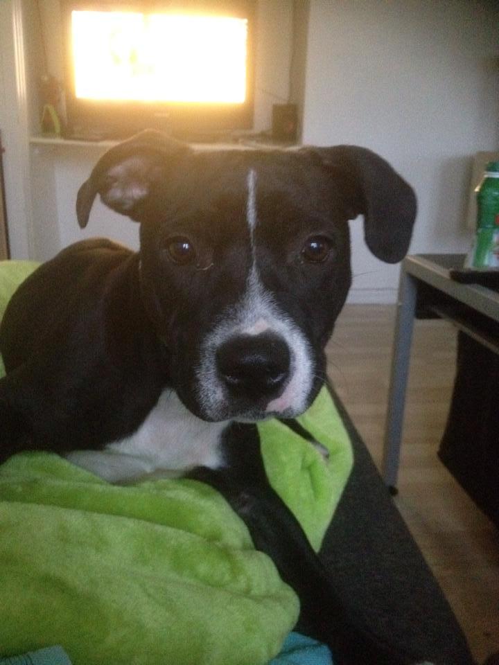 Staffordshire bull terrier Amazing Shark (Berta) billede 11