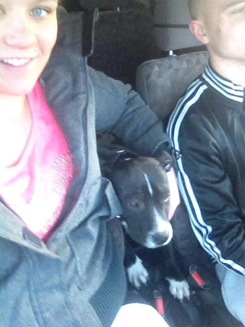 Staffordshire bull terrier Amazing Shark (Berta) billede 9