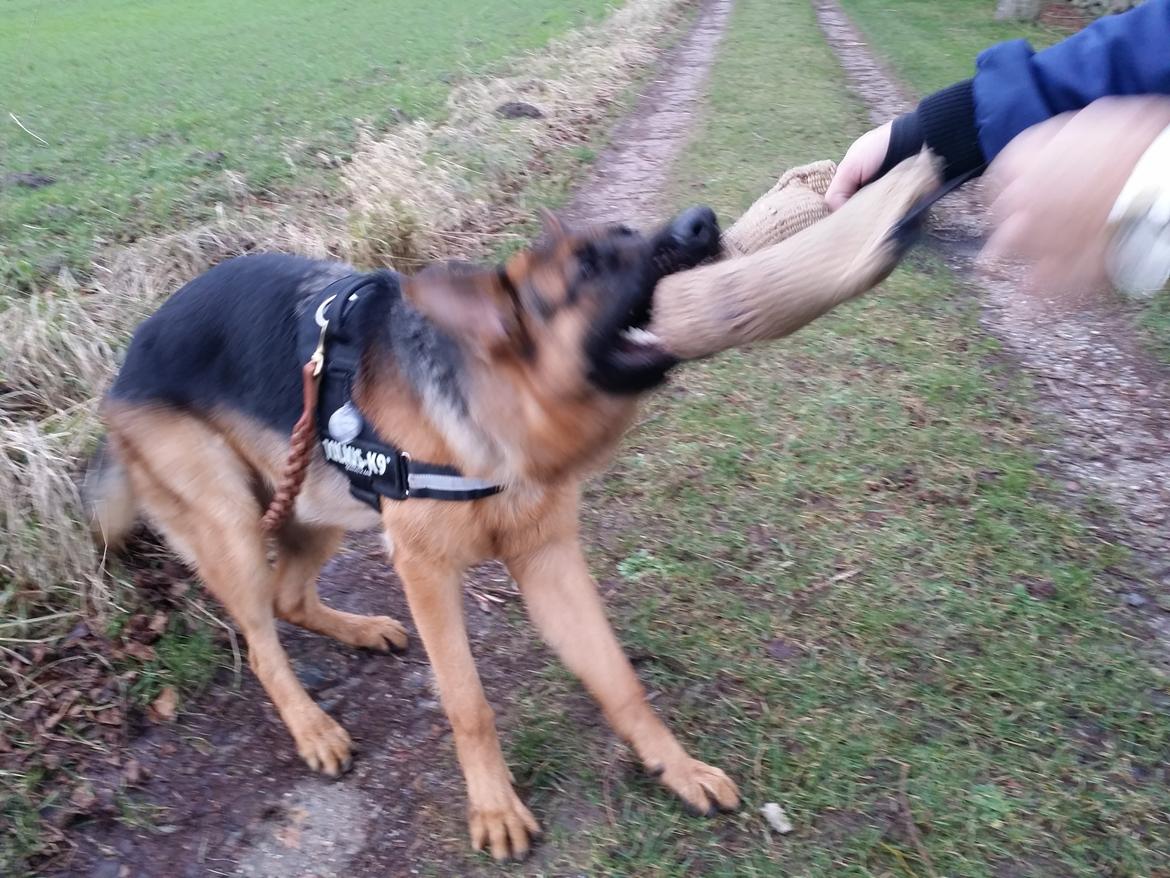 Schæferhund Kato billede 3