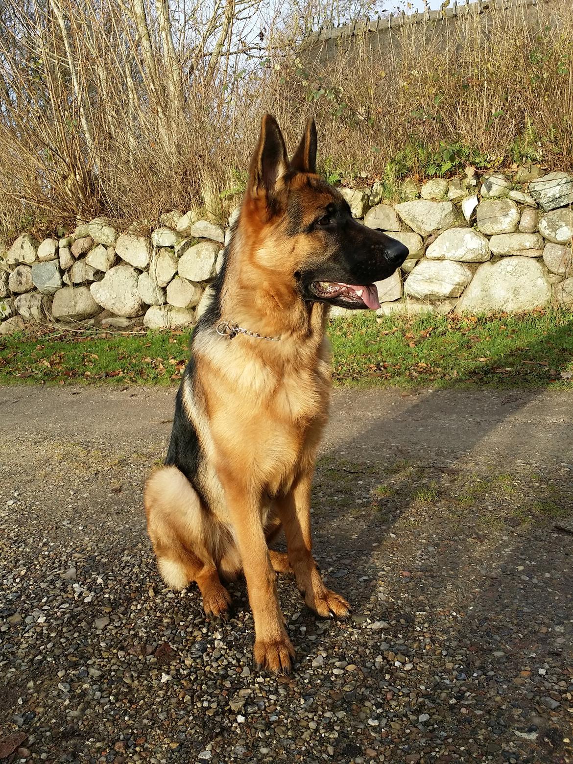 Schæferhund Kato billede 2