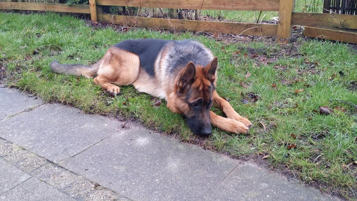 Schæferhund Kato billede 5