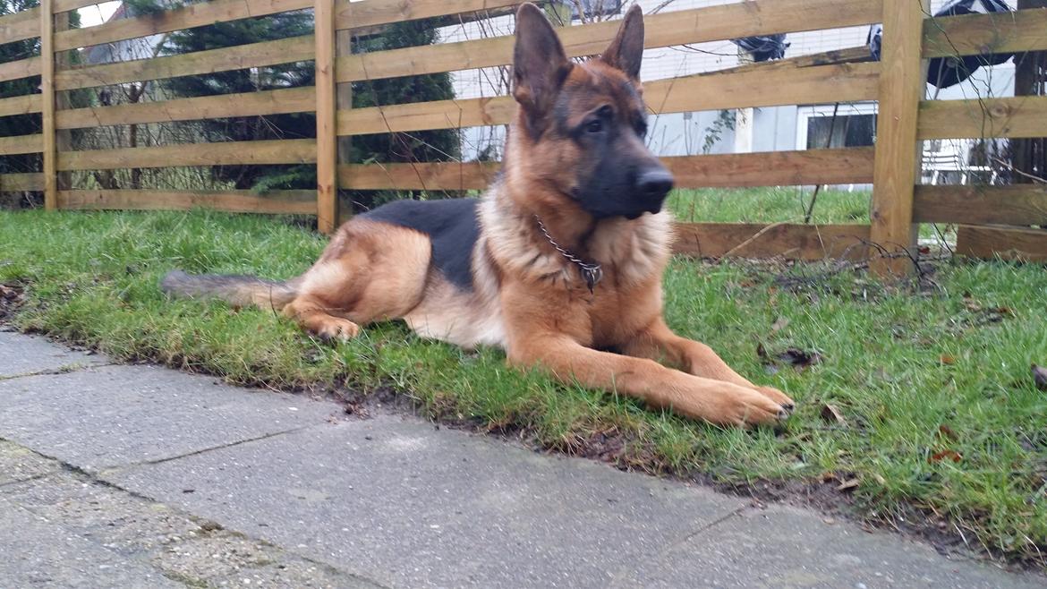 Schæferhund Kato billede 6