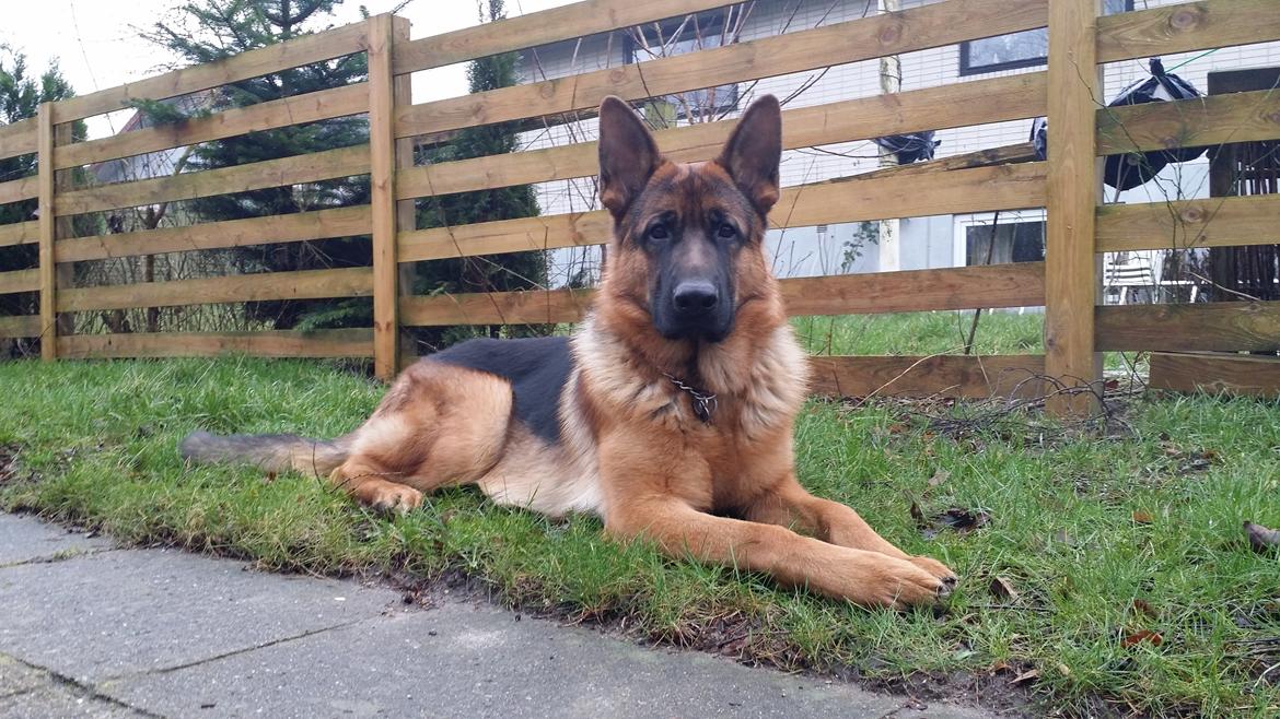 Schæferhund Kato billede 1