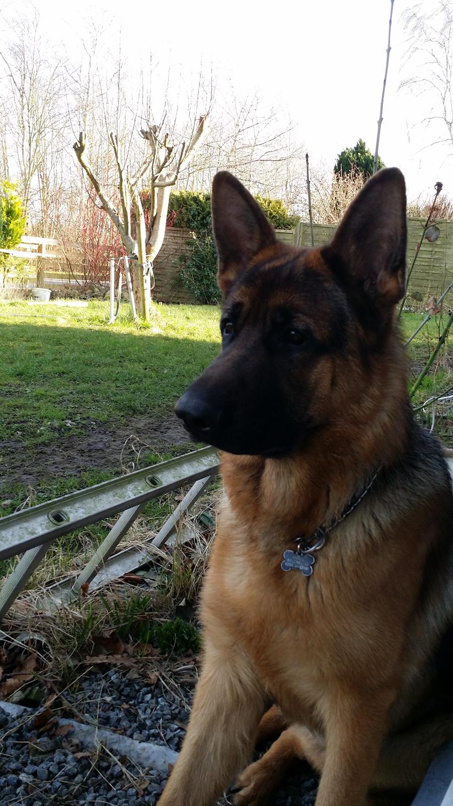 Schæferhund Kato billede 7