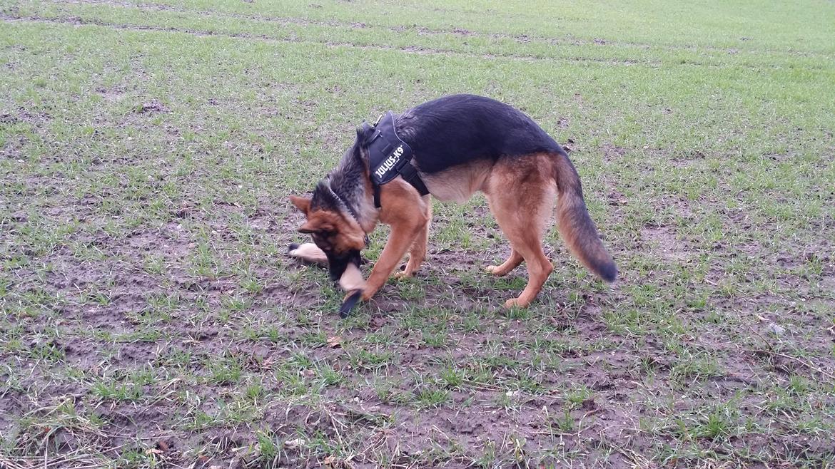 Schæferhund Kato billede 4