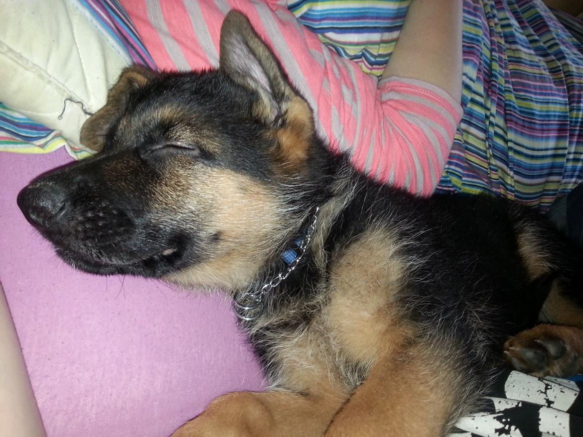 Schæferhund Kato billede 8