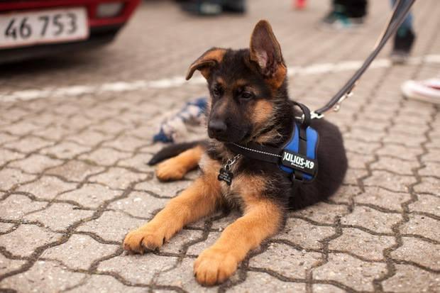 Schæferhund Kato billede 9