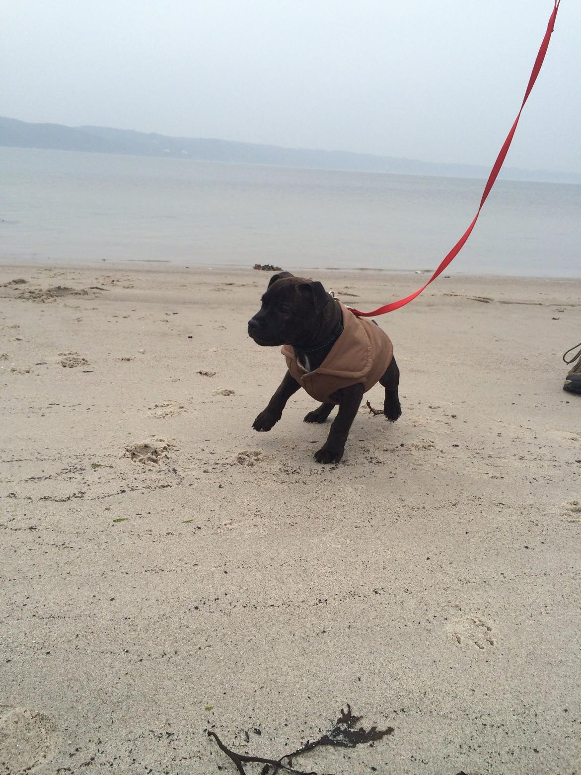 Staffordshire bull terrier Amazingstaffs Impressive X - Charlie billede 9