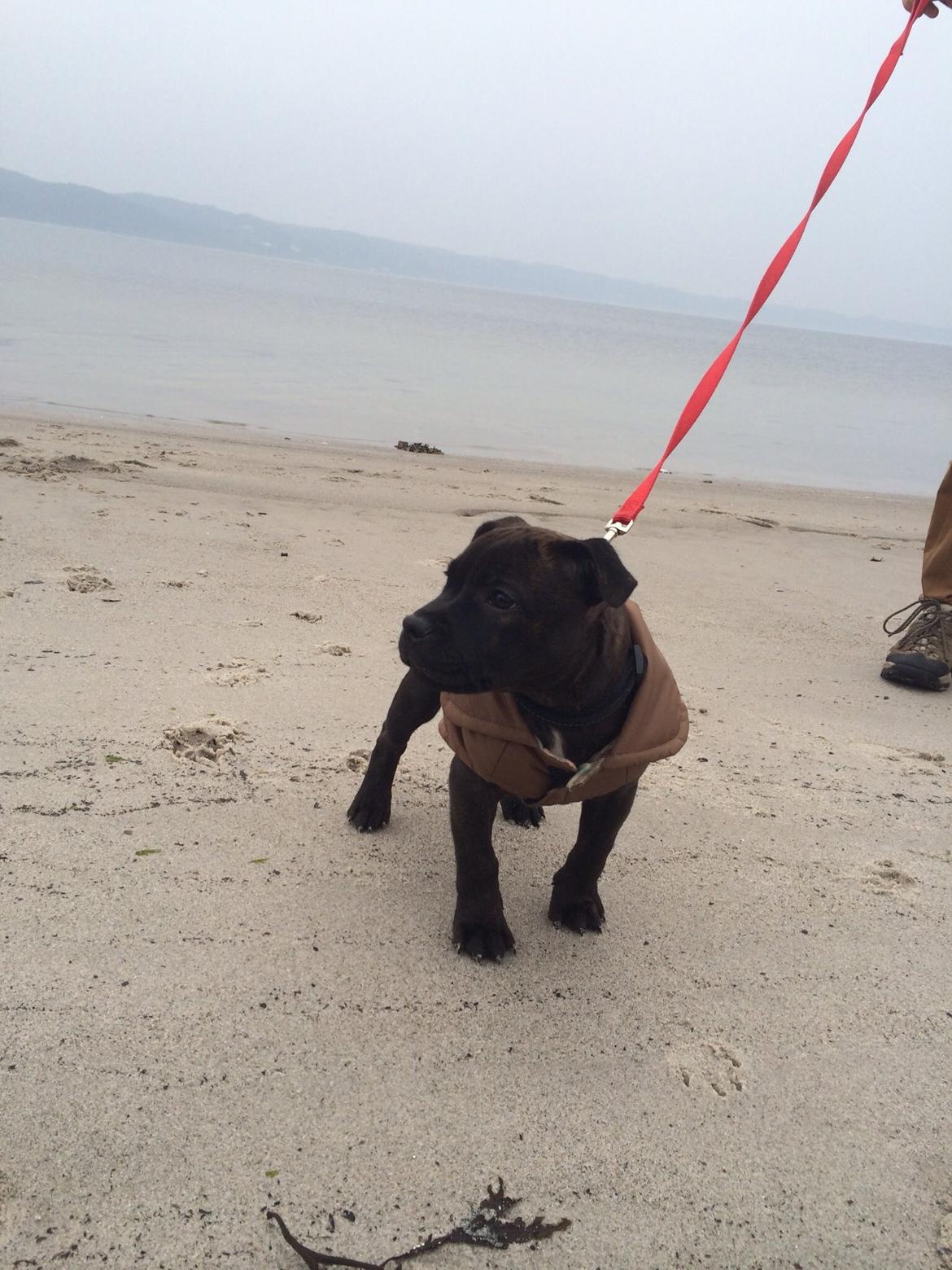 Staffordshire bull terrier Amazingstaffs Impressive X - Charlie billede 10