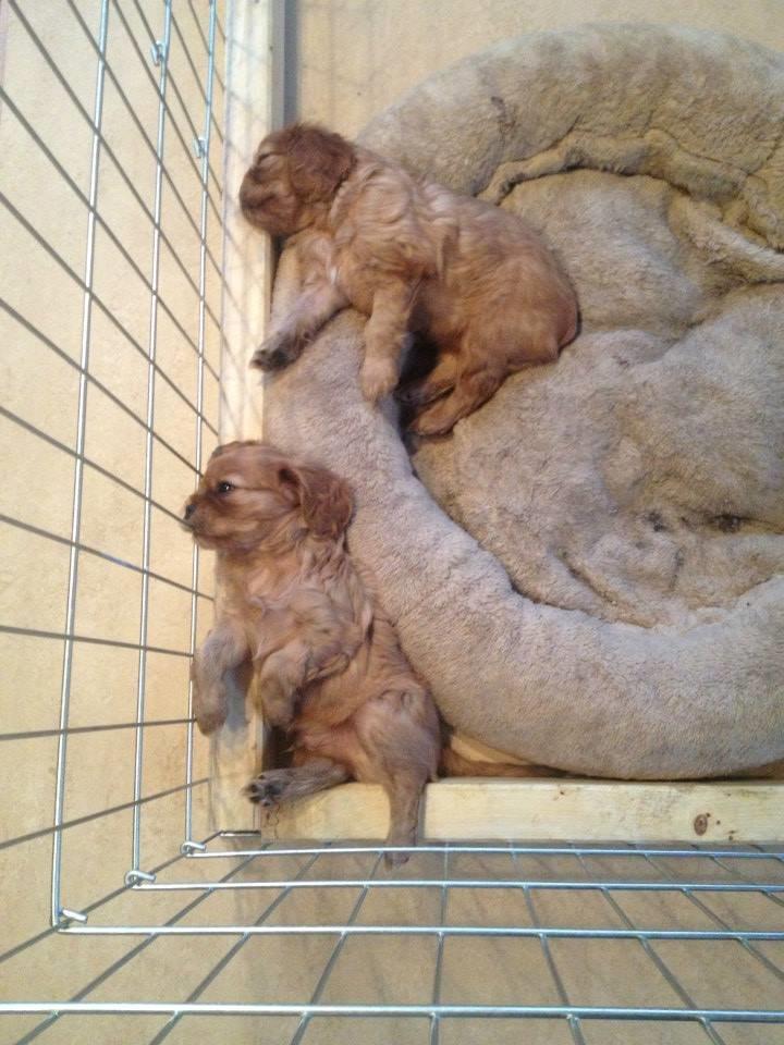 Cavalier king charles spaniel Canidan's Dare me (Maia) - Maia og hendes bror sover 4 uger billede 5