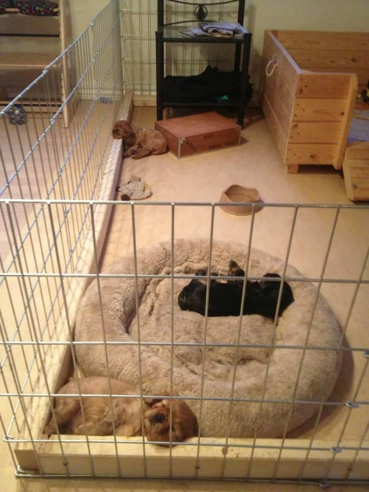 Cavalier king charles spaniel Canidan's Dare me (Maia) - Maia ligger forrest ved træmmerne 4 uger billede 6