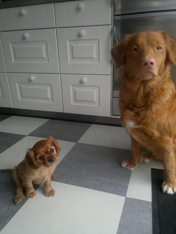 Cavalier king charles spaniel Canidan's Dare me (Maia) - Maia og Belina 8 uger billede 7