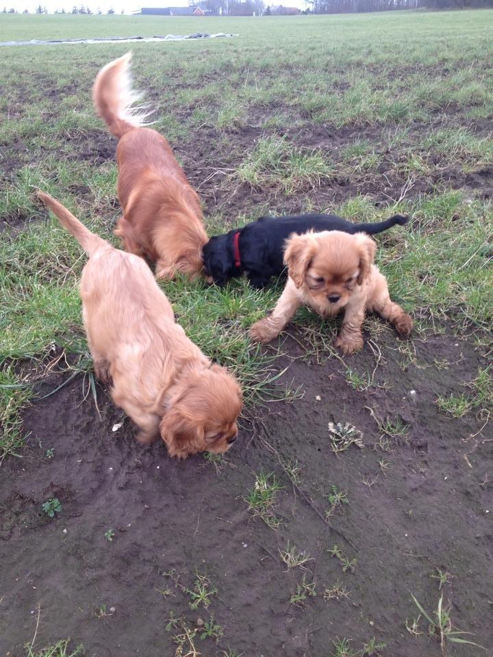 Cavalier king charles spaniel Canidan's Dare me (Maia) - Maia med søskende på Gåtur 3 uger billede 9