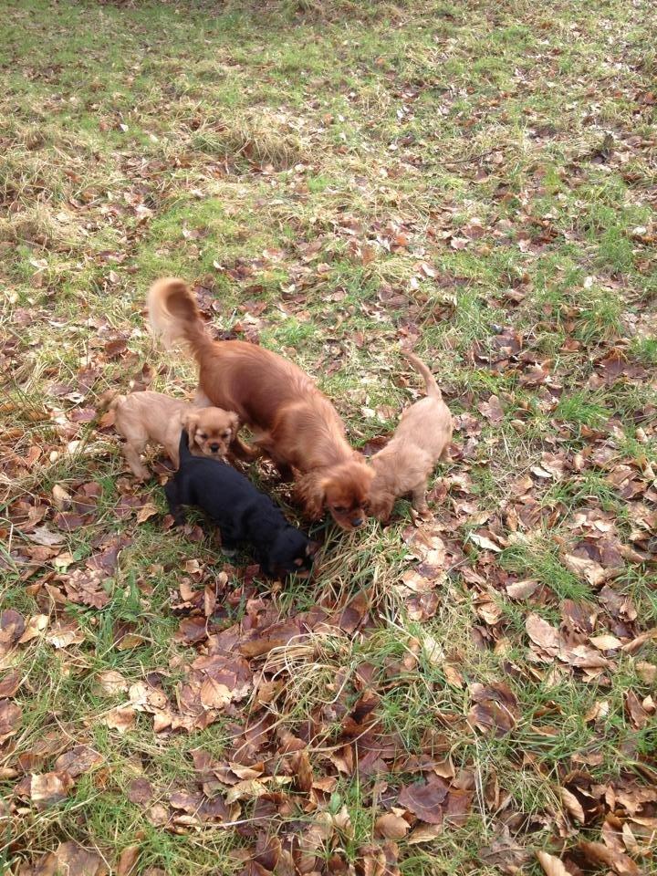 Cavalier king charles spaniel Canidan's Dare me (Maia) - Maias sidste tur i skoven før hun kom til mig 8 uger billede 10