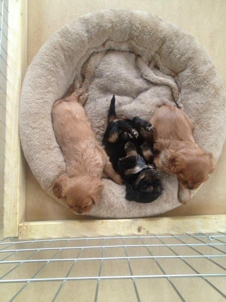 Cavalier king charles spaniel Canidan's Dare me (Maia) - det tre sover 4 uger billede 11