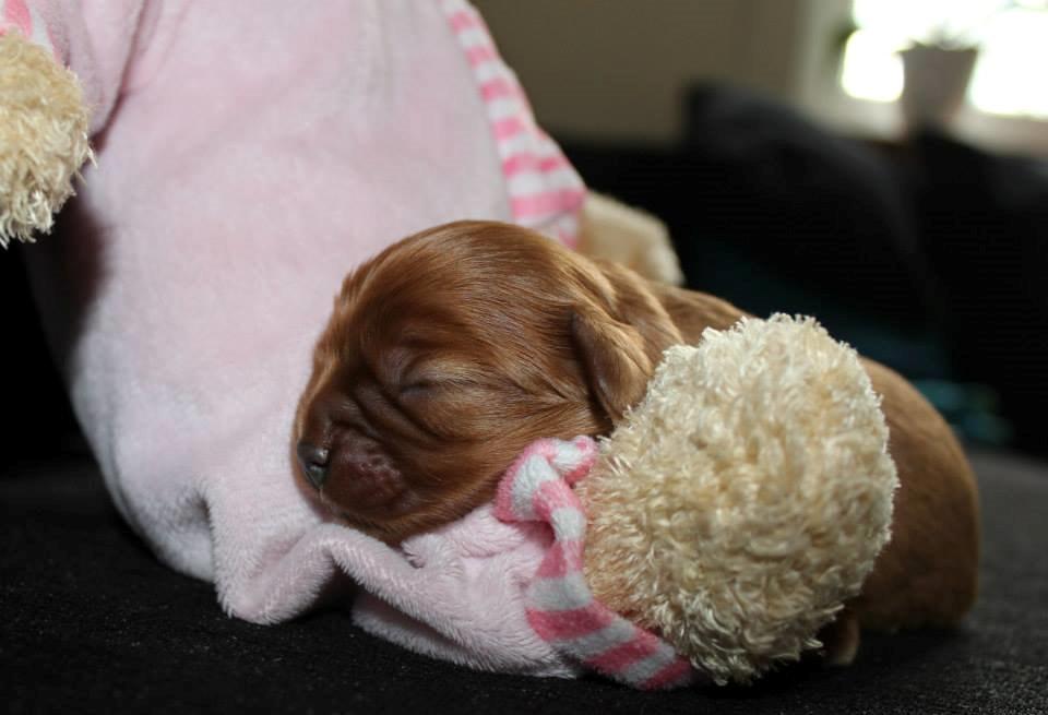 Cavalier king charles spaniel Canidan's Dare me (Maia) - lille Maia 4 dage billede 12