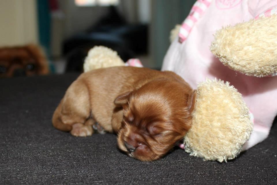 Cavalier king charles spaniel Canidan's Dare me (Maia) - så smuk 4 dage billede 14