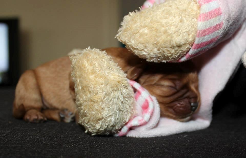 Cavalier king charles spaniel Canidan's Dare me (Maia) - Maia <3 4 dage billede 15