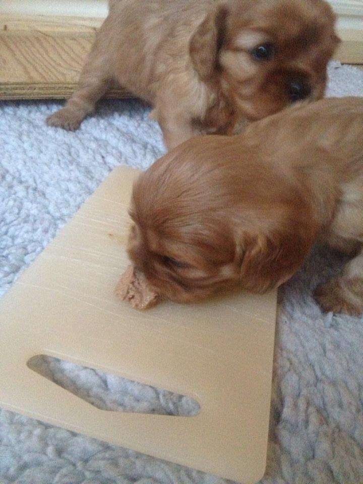 Cavalier king charles spaniel Canidan's Dare me (Maia) - de spiser godt 4 uger billede 16