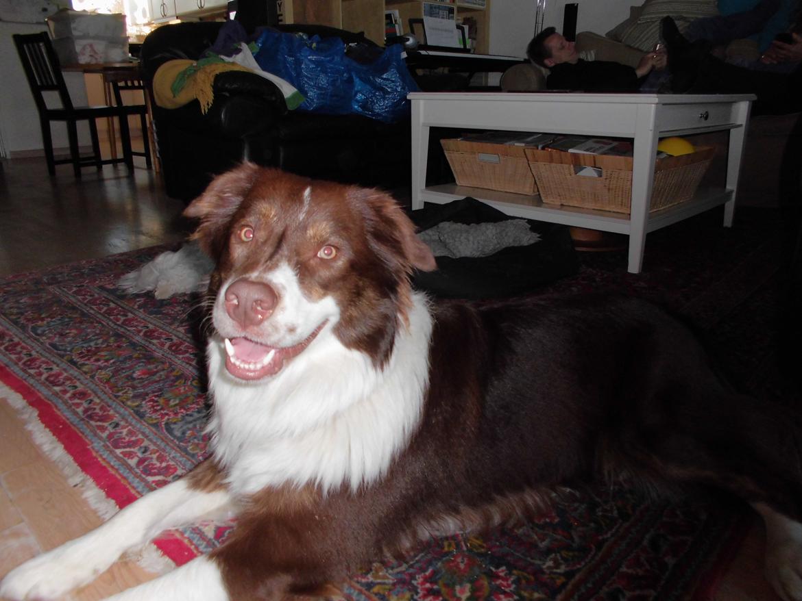 Australian shepherd Lexus - Sig heeej  billede 2