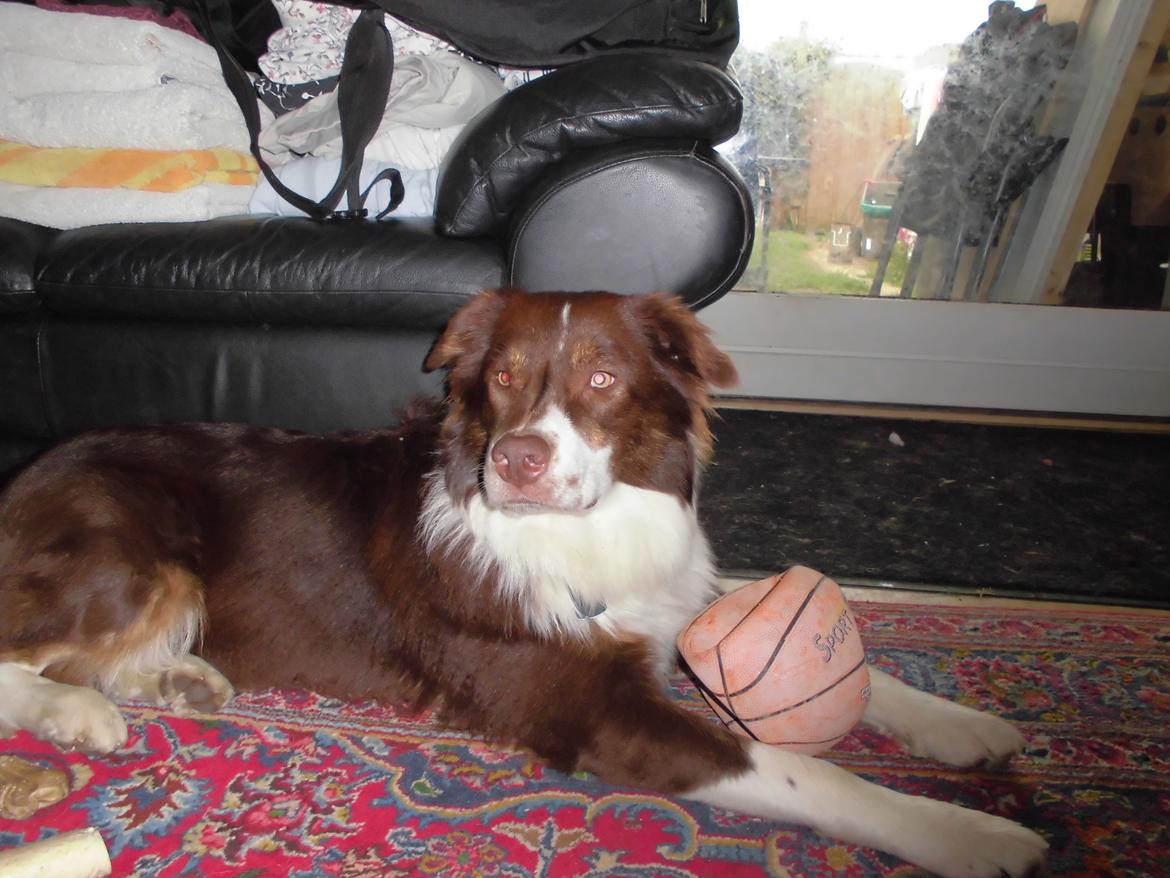 Australian shepherd Lexus - Min bold! billede 3