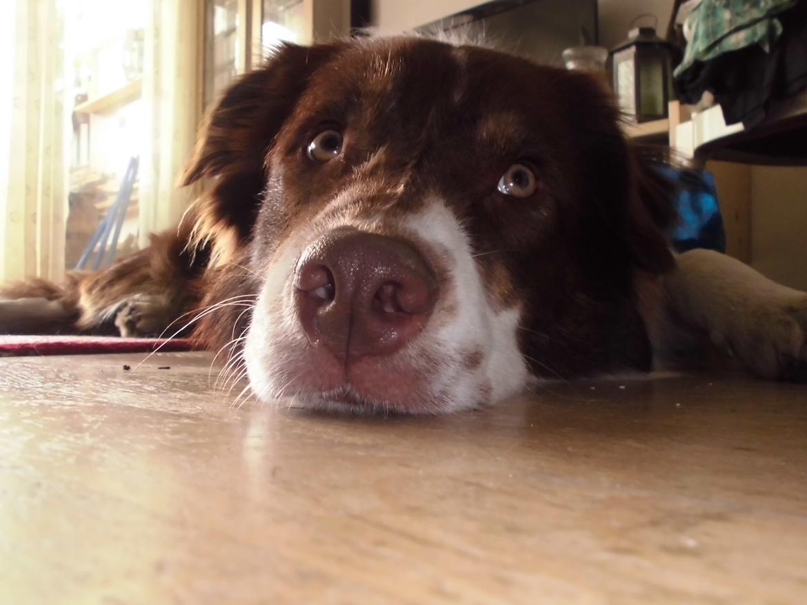 Australian shepherd Lexus - mad er det eneste han tænker på billede 4