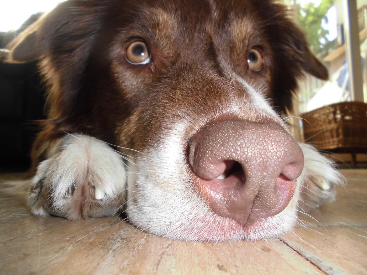 Australian shepherd Lexus - heeeejsa billede 1