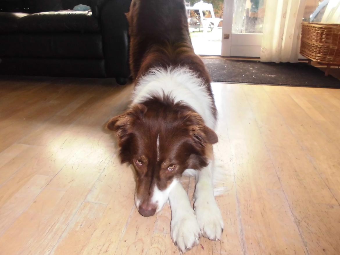 Australian shepherd Lexus - Så bukker vi billede 5