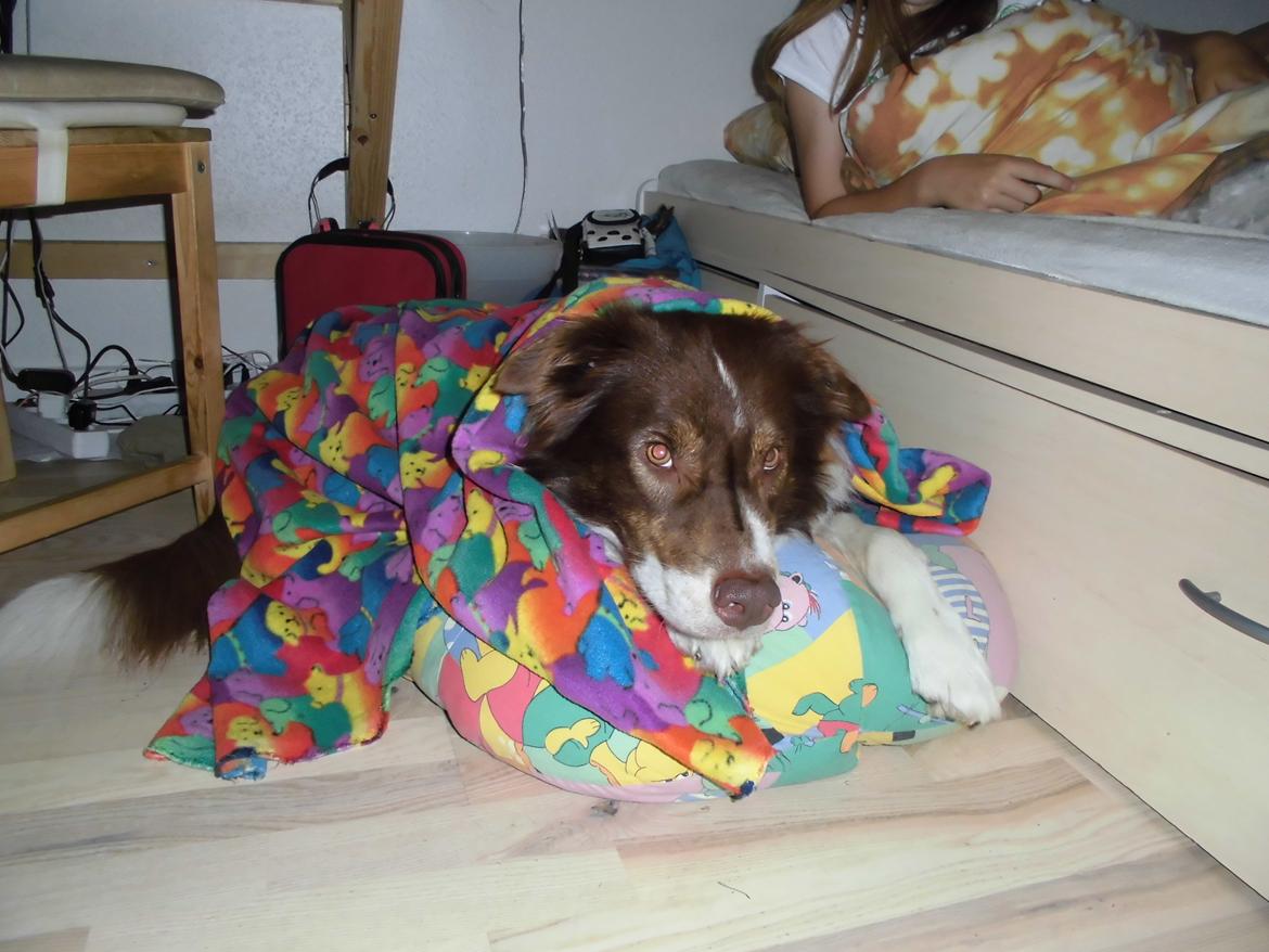 Australian shepherd Lexus - Gooodnaat billede 6