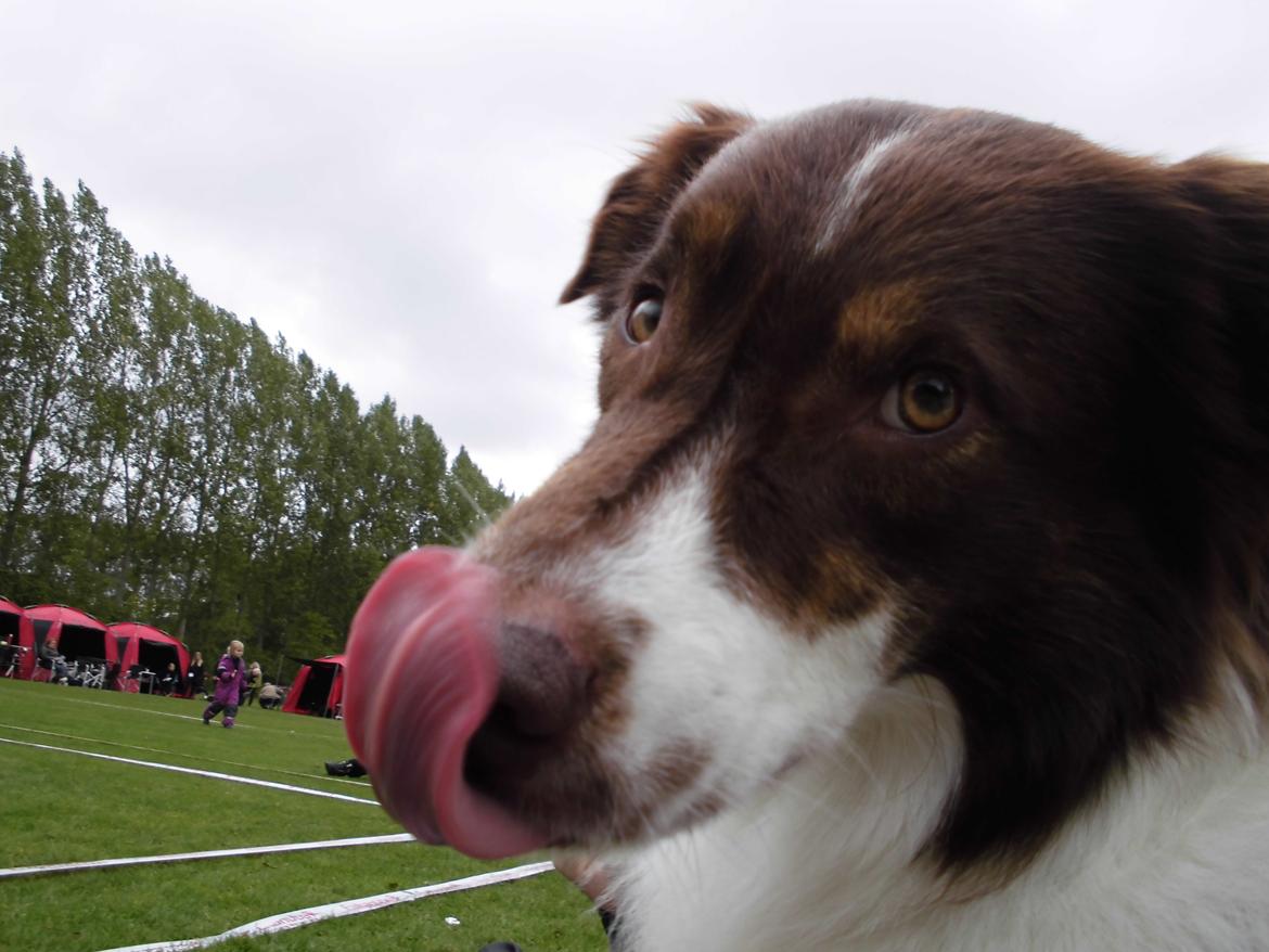 Australian shepherd Lexus - Han havde vist noget om munden  billede 8