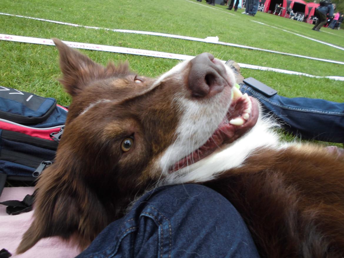 Australian shepherd Lexus - Fjollede dyr billede 9