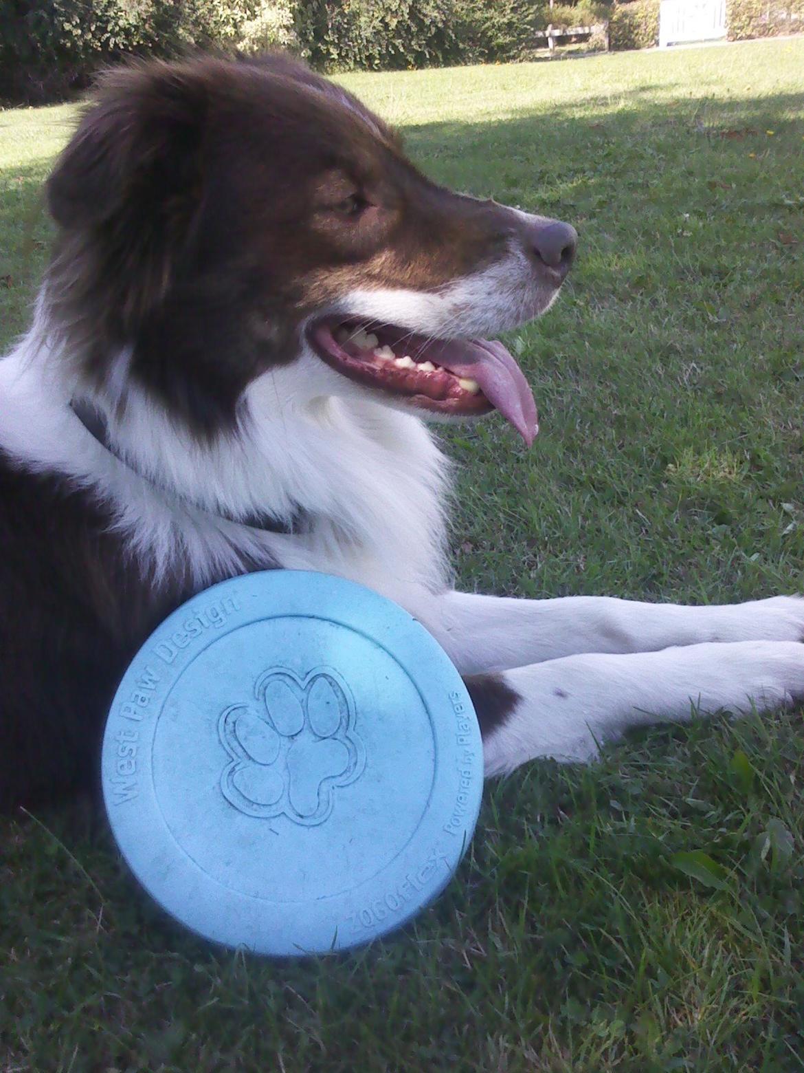 Australian shepherd Lexus - Frisbee tid billede 10
