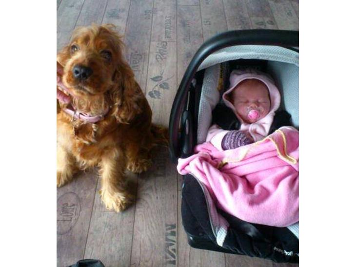 Cocker spaniel Nova - meget stolte Nova med vores datter da vi kom hjem fra hospitalet :-) Hun tog det så flot !! billede 1