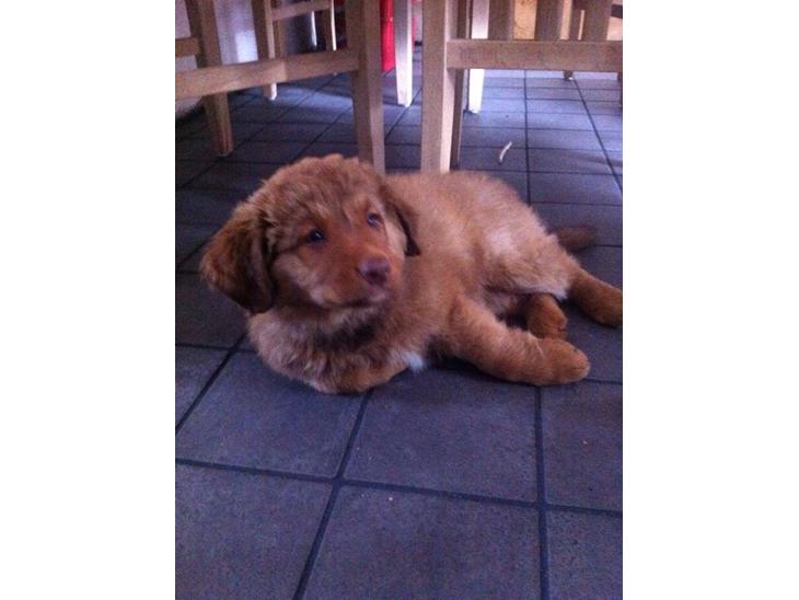 {{currentPhoto.altText}} billede {{currentPhoto.number}}