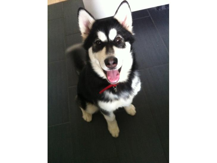 {{currentPhoto.altText}} billede {{currentPhoto.number}}