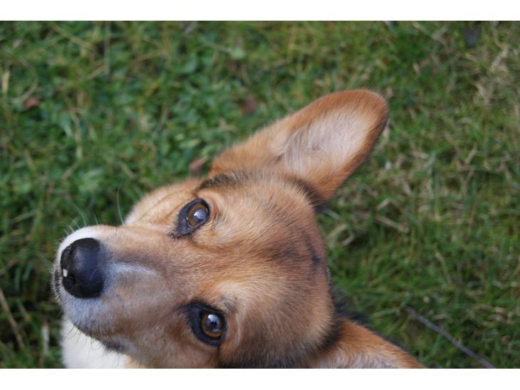 Welsh corgi pembroke Gaucho billede 1