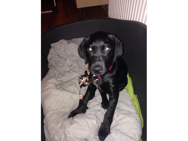 {{currentPhoto.altText}} billede {{currentPhoto.number}}