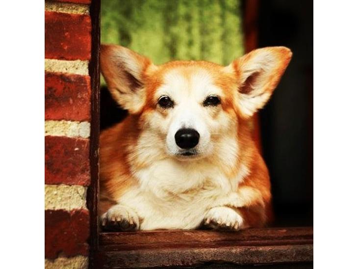 Welsh corgi pembroke Hashfan Cille (Himmelhund) - Smukkeste pige. billede 1